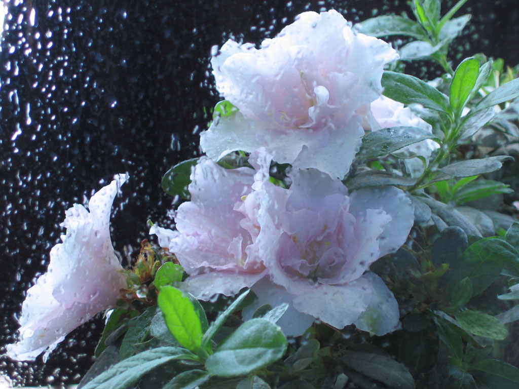 隔窗知夜雨 摄影 梨梨姐