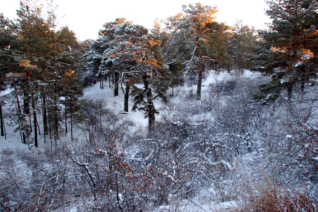 雪韵7 摄影 独行剑