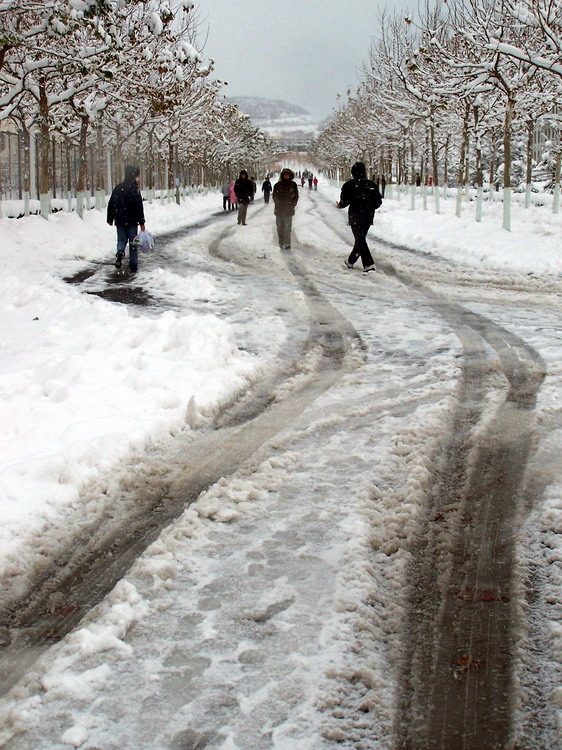 雪中 摄影 非洲长颈鹿