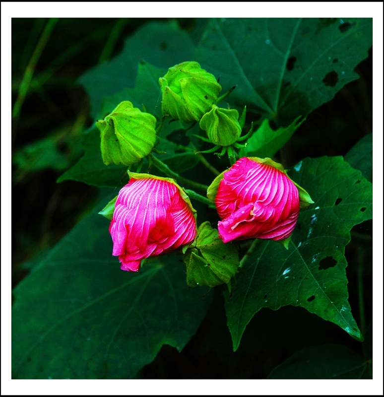 姊妹花(芙蓉) 摄影 陋室人