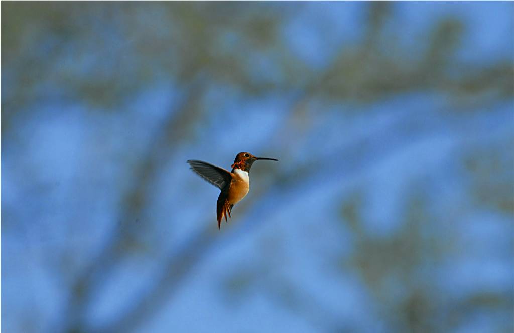 bird-506 摄影 fengsheng