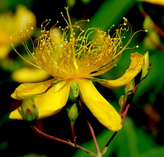 金丝桃花 摄影 梅花