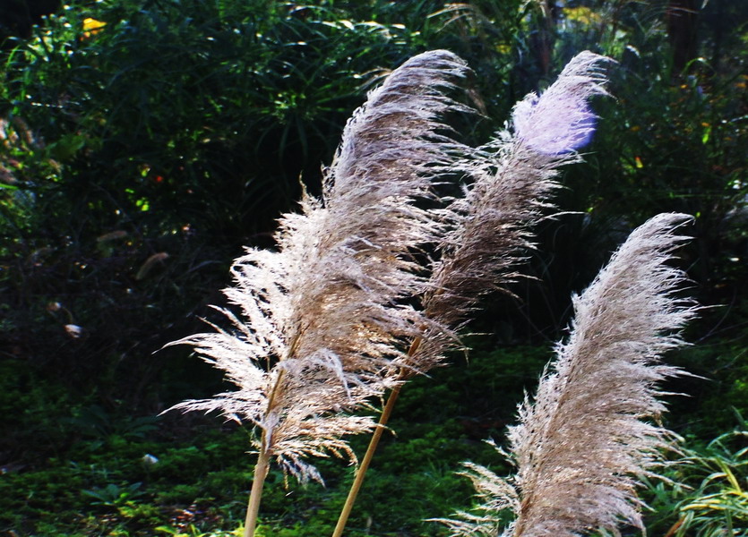 芦花 摄影 金秋落叶