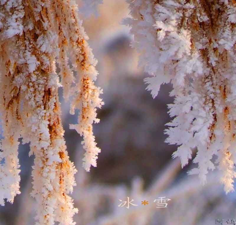 冰雪 摄影 阿鸽