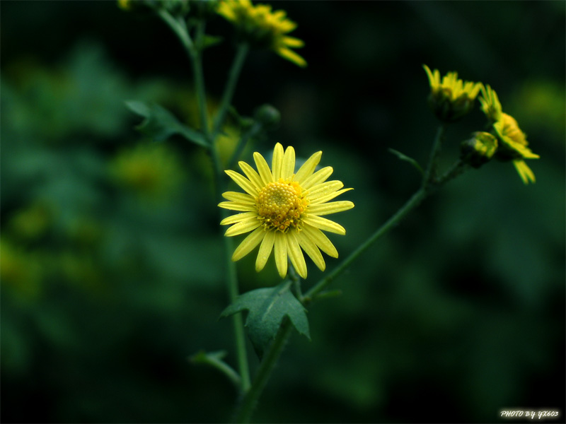 花之小调 摄影 纯学习