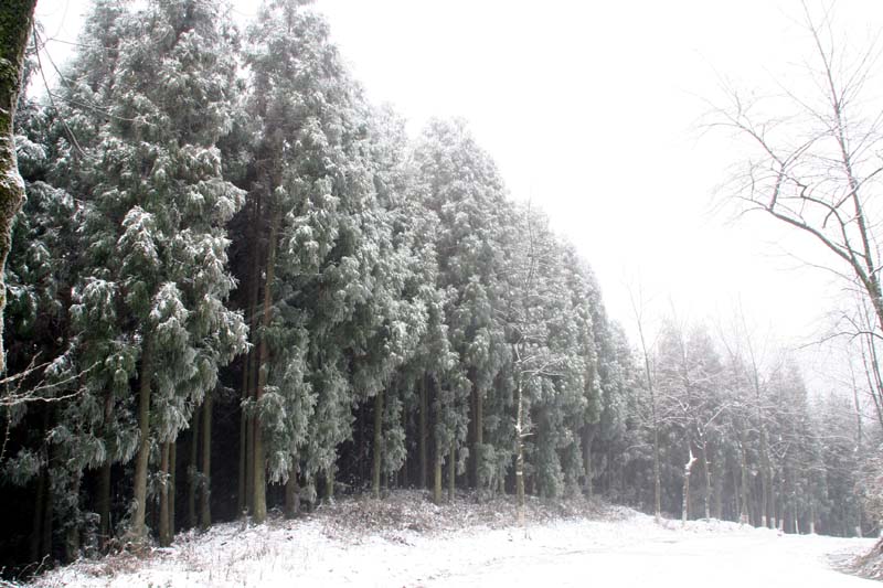 林海雪原 摄影 摄摄迷迷