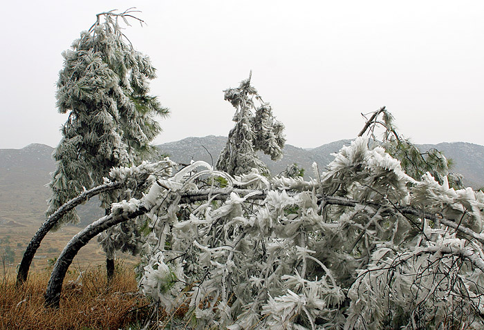 南国冰雪-9 摄影 肖庆华