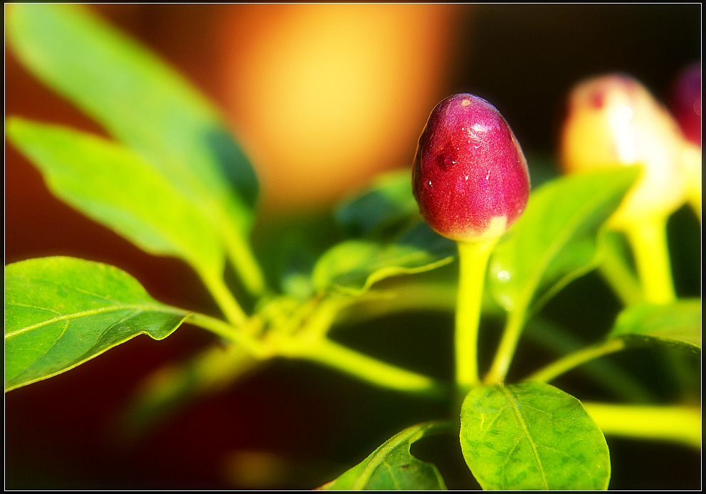 花.实 摄影 超级先生