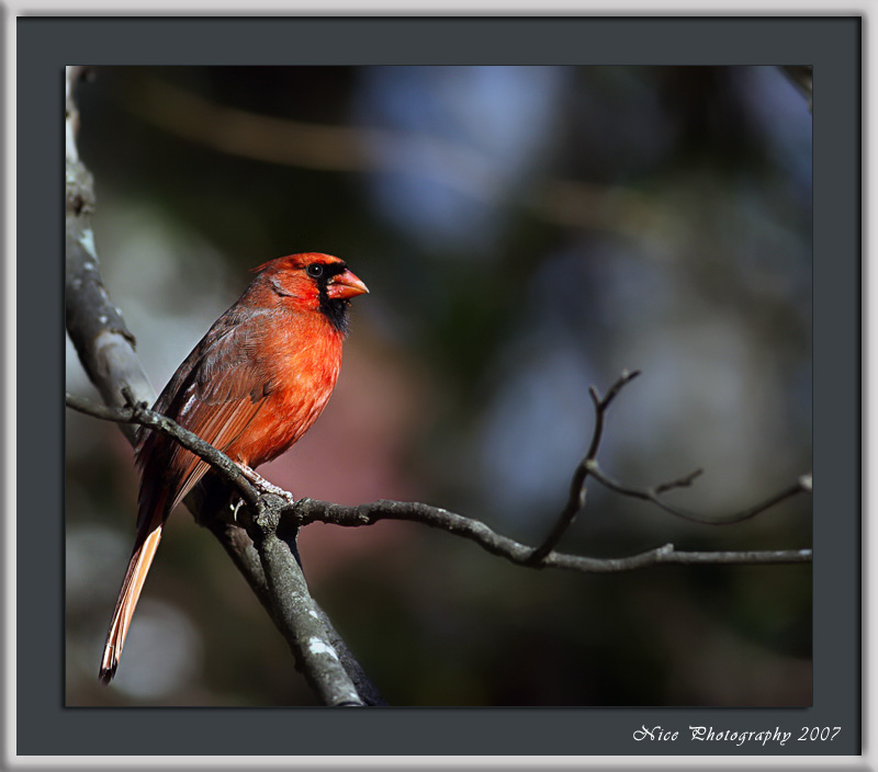 Cardinal---聆听 摄影 Nice