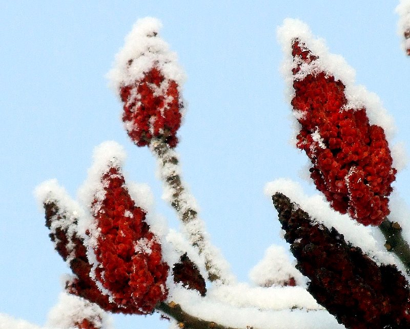 雪压火炬树 摄影 魏久淋