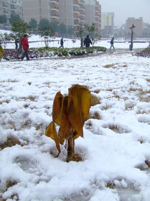 07年第一场雪 摄影 冰大虫