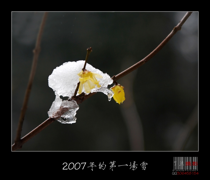 2007年的第一场雪之二 摄影 Rowater