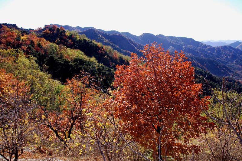 金山红叶 摄影 东春