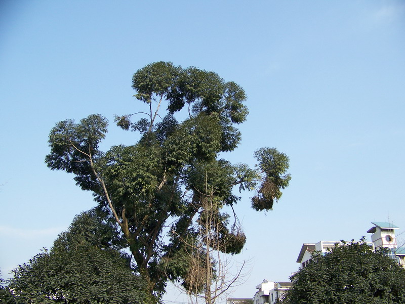 城市天空 摄影 影中漫步