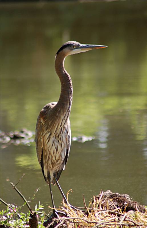 bird-529 摄影 fengsheng