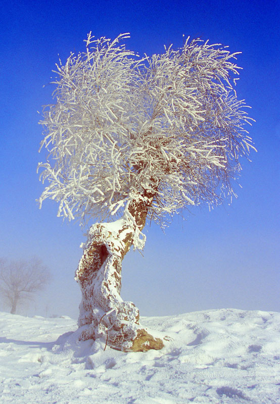 笑傲冰雪 摄影 章禾99