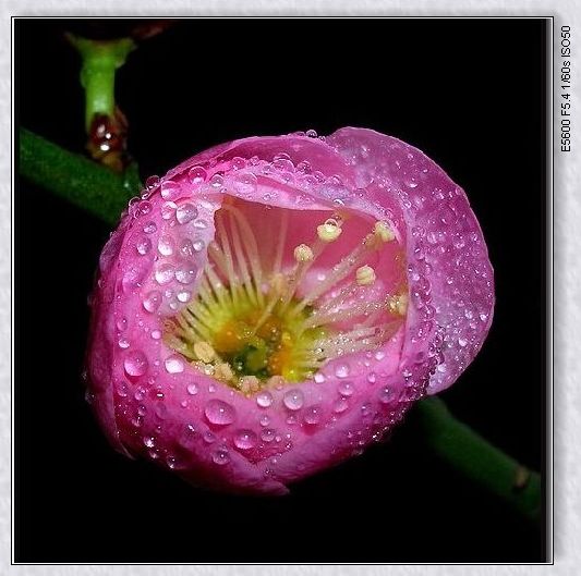 水珠花蕾在绽放 摄影 雨做的云