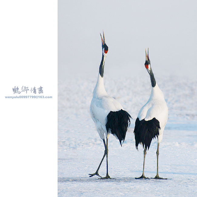 阳春鹤鸣雪初融 摄影 雨露。