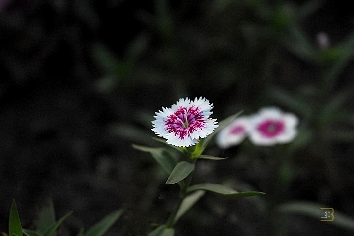 小花 摄影 北尔