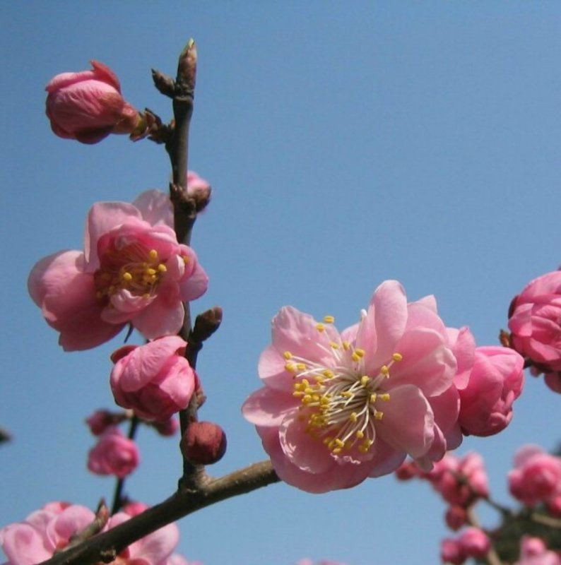 梅花香自苦寒来 摄影 峨嵋