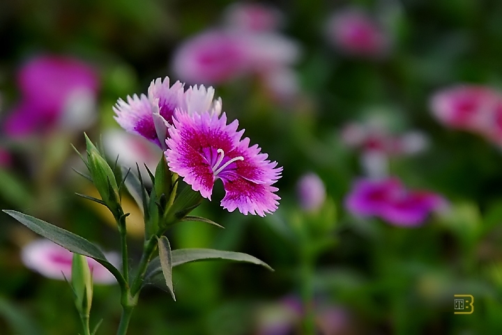 小花 摄影 北尔