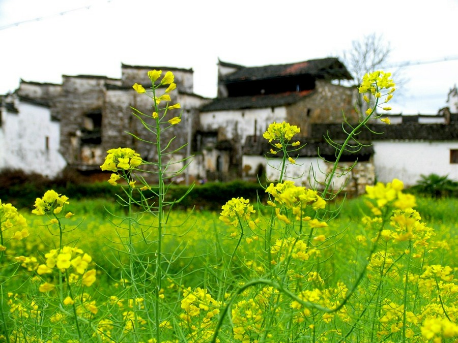 婺源花香 摄影 神山员外