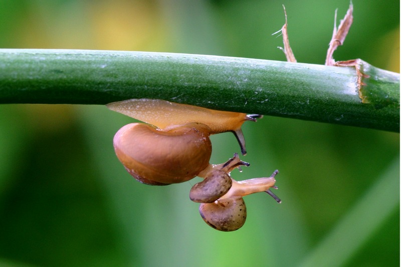 Snail 3 摄影 chookia