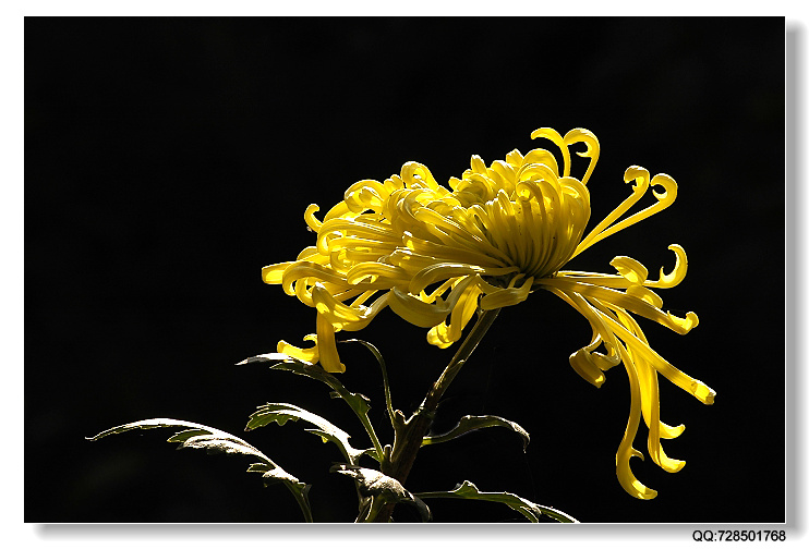 菊花 摄影 周健