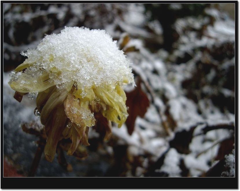 雪中菊花 摄影 蓝心鱼