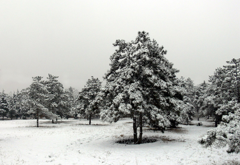 雪景 摄影 红隼00123