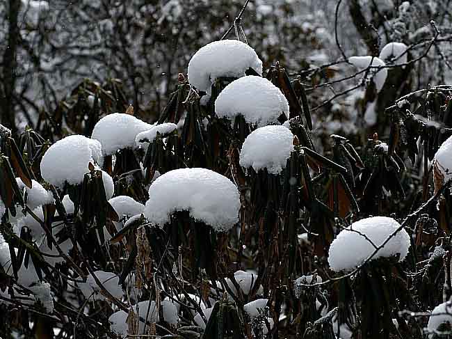 冬雪 摄影 沙漫海