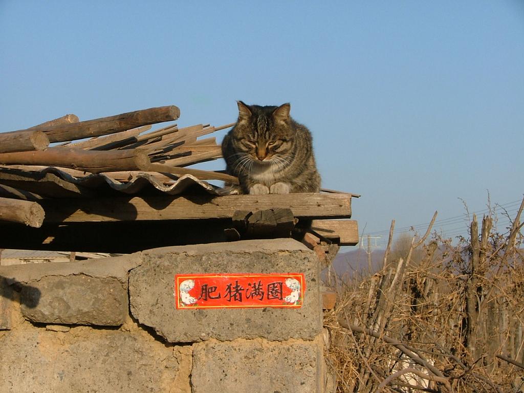 乡村猫生 摄影 裕程