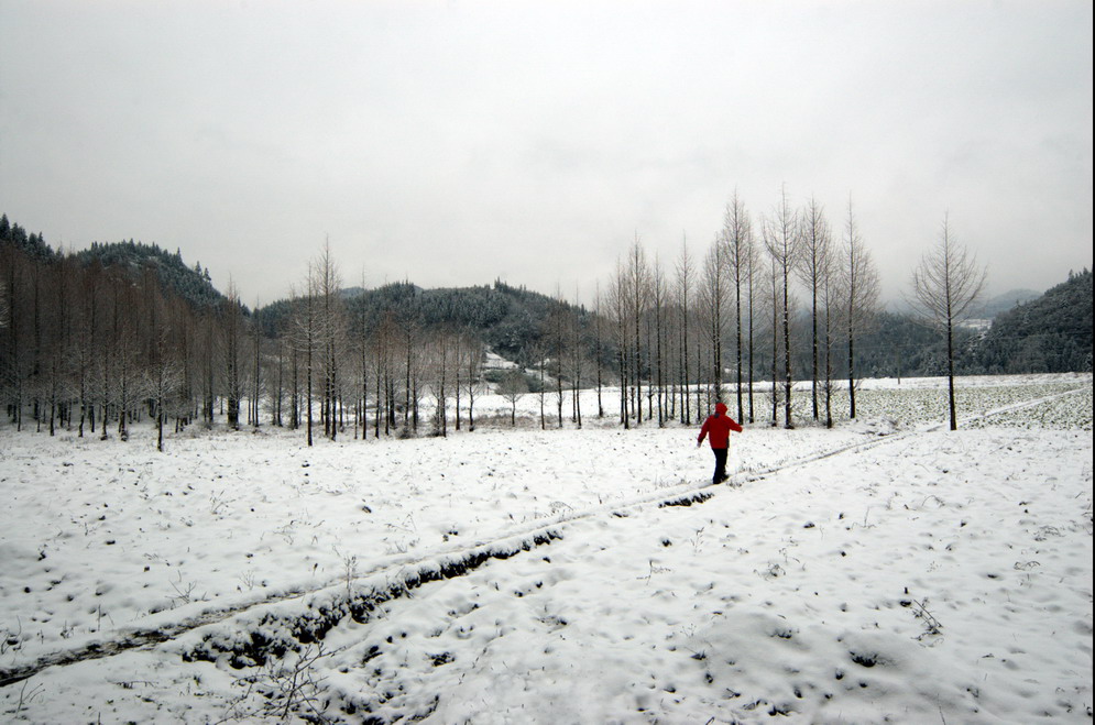 冬雪 摄影 楠松林