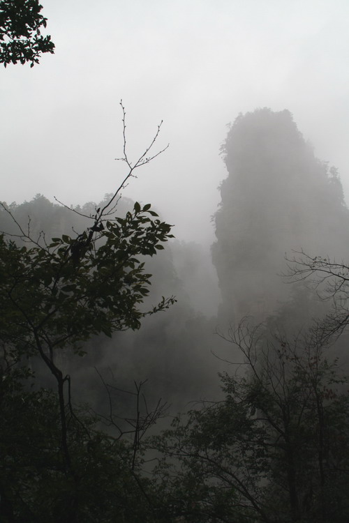 张家界 摄影 非洲长颈鹿