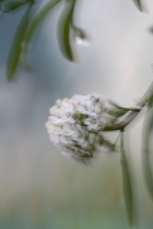 无名小花 摄影 无名小花