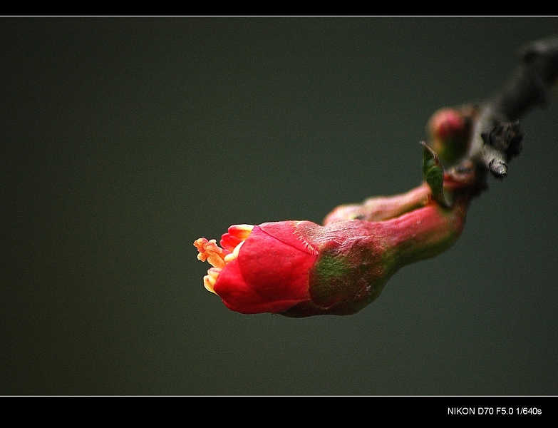 花蕾 摄影 来去