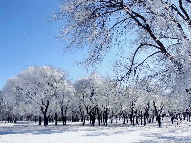 雪韵. 摄影 精彩时分