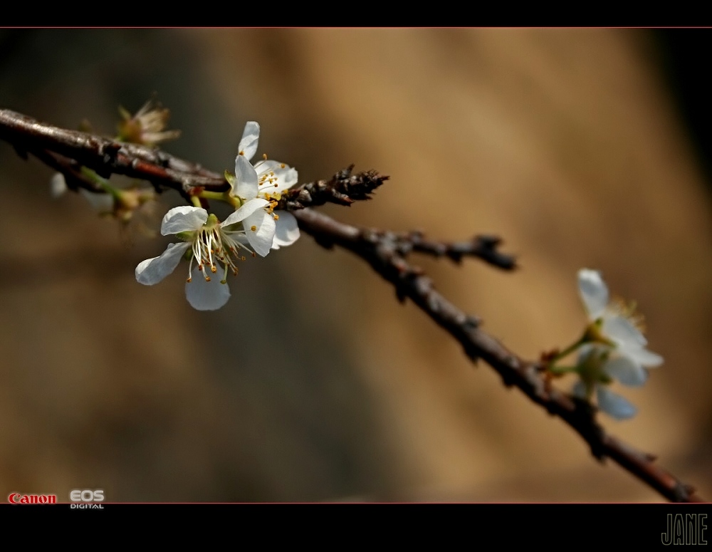 桃花 摄影 水过无痕