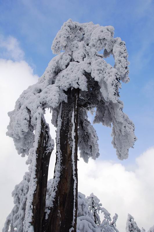 枯松傲雪 摄影 超级业余