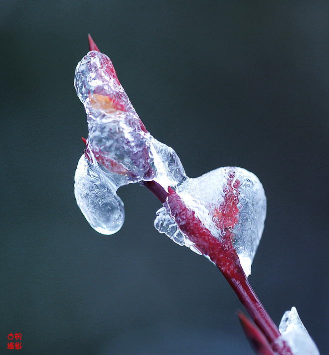 敖雪迎春 摄影 gfyz