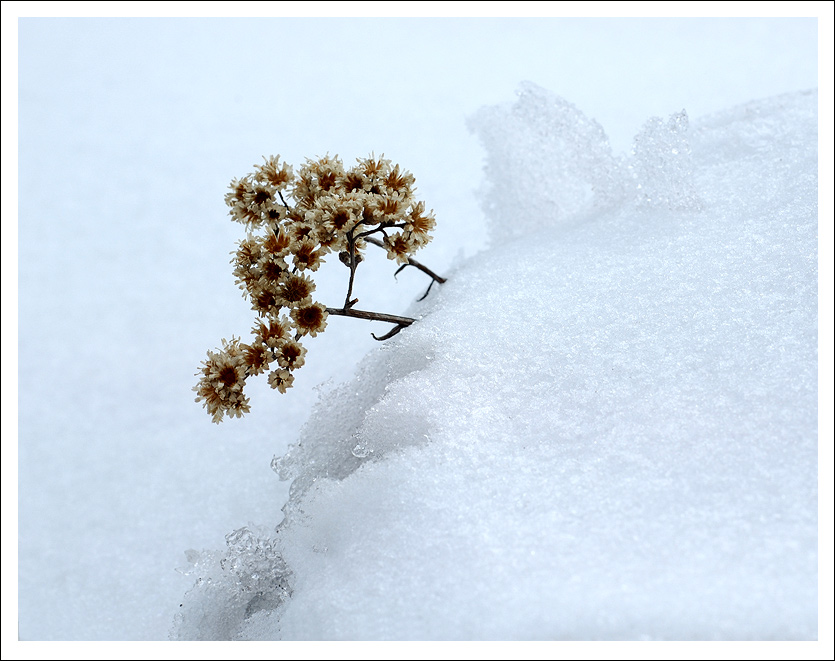 雪中小品 摄影 过山龙