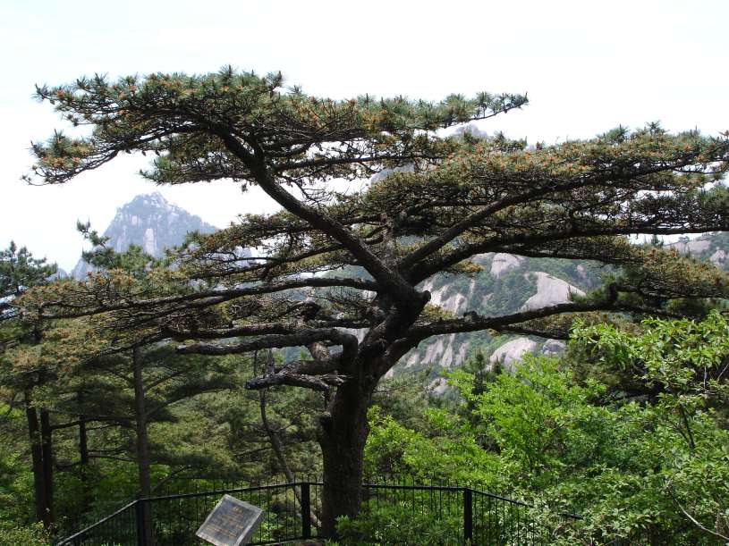 松树 摄影 糊米酒