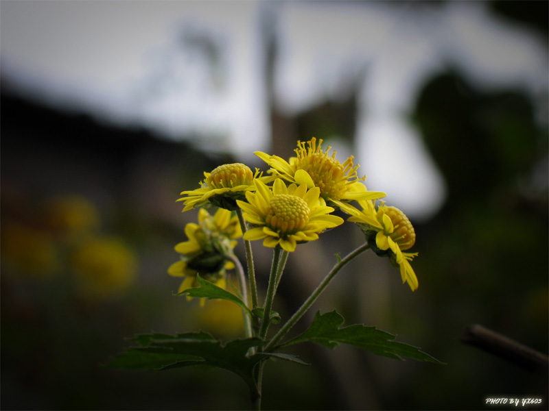 继续小花. 摄影 纯学习