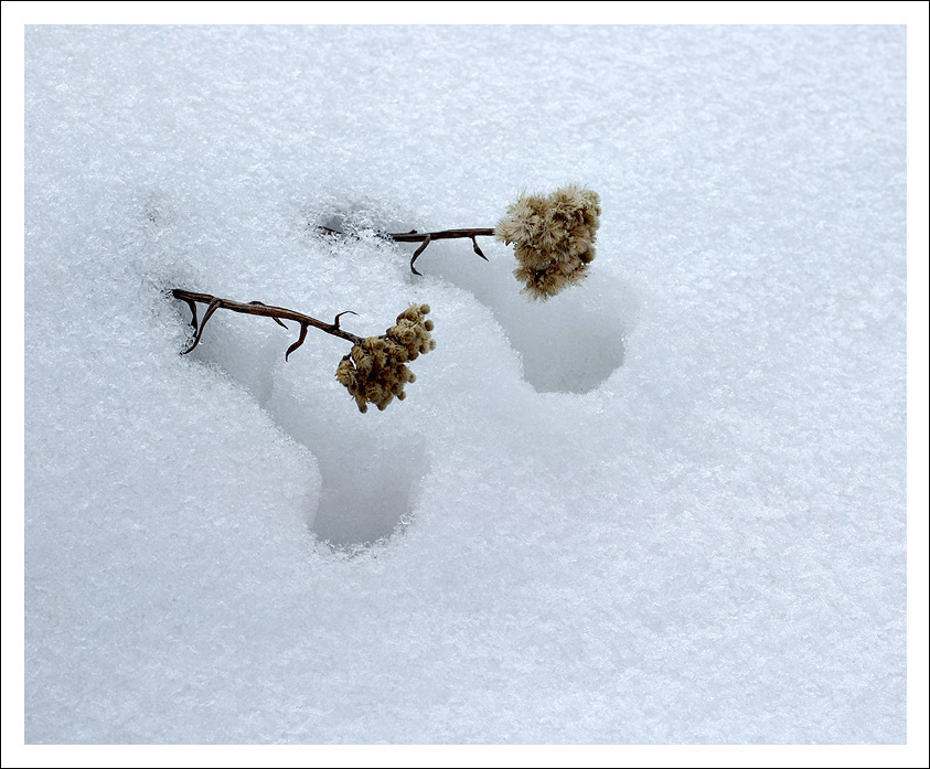 雪中小品 摄影 过山龙