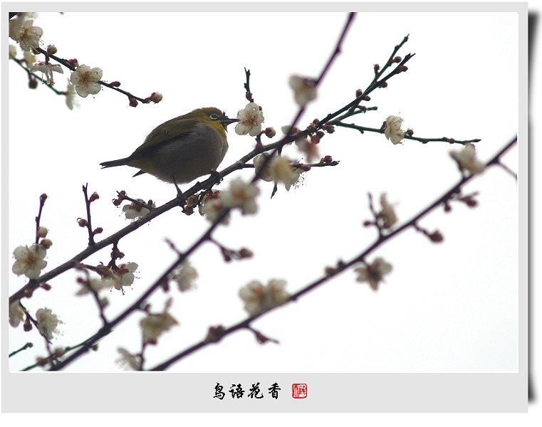 鸟语花香 摄影 钝夫