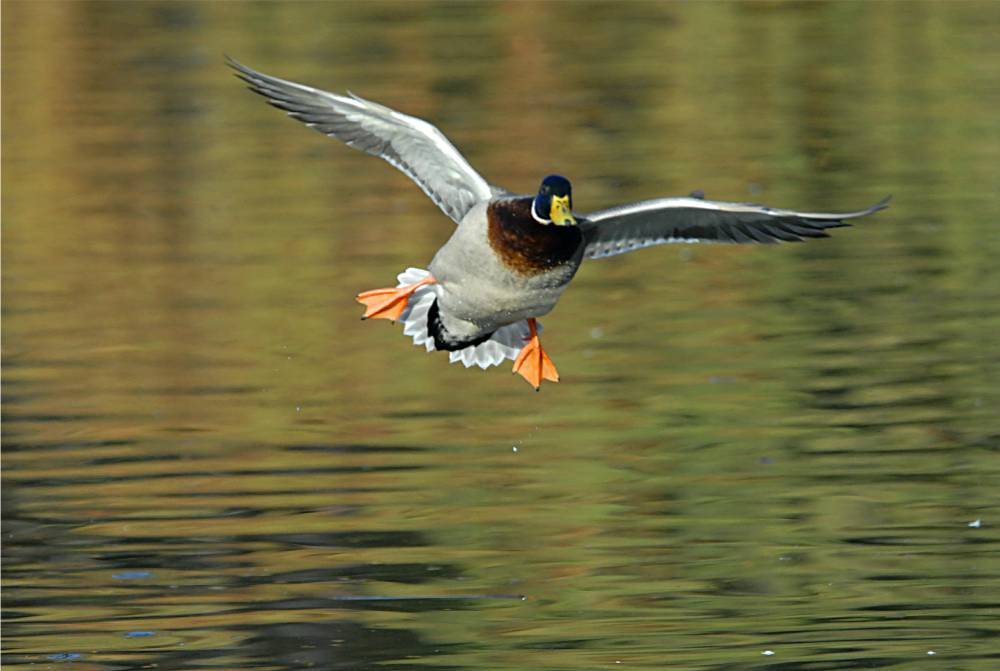 bird-576 摄影 fengsheng