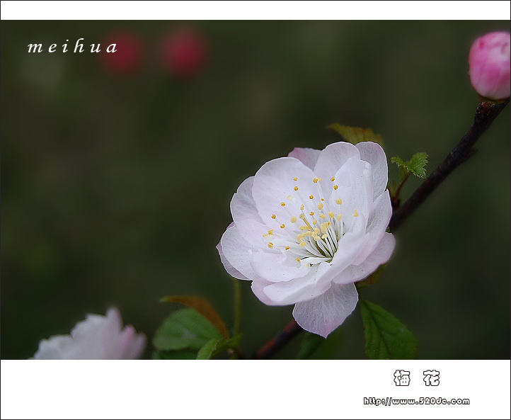 梅花 摄影 天山雨