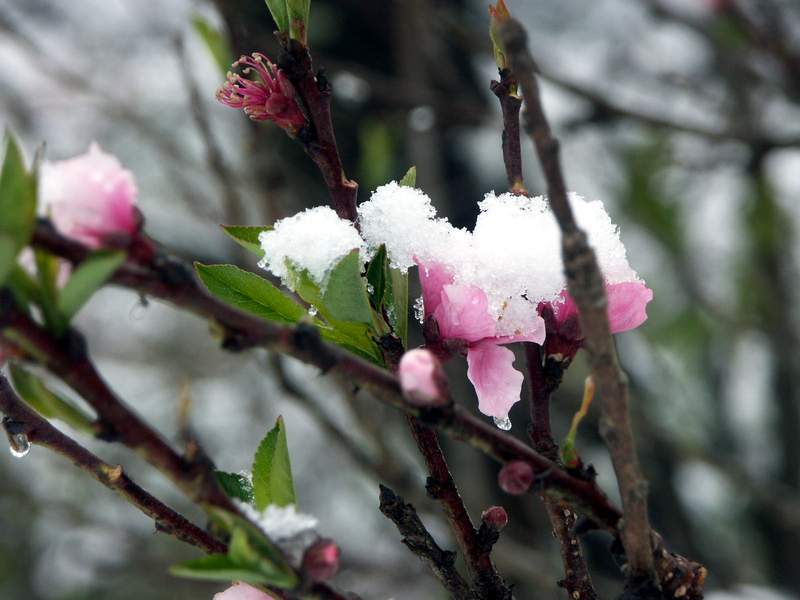 冬日 桃花 摄影 ynghm