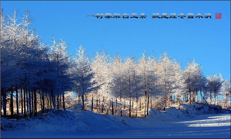 一树雾淞白玉条,疑是经冬雪未消 摄影 清枫