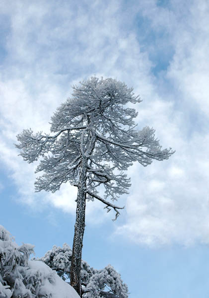 三清雪松 摄影 溪石